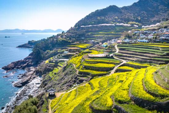 남해 가천다랭이마을(봄 유채꽃) 전경.
