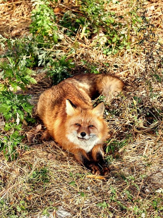 여우가 다시 자연에서 살도록 돕는 '여우 복원 전문 기관' 중부보전센터가 운영하는 여우생태관찰원에서 만난 여우.