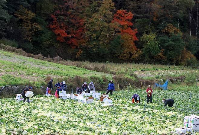 서울 대관령 일대에서 외국인 근로자들이 쌈배추를 수확하는 모습. 연합뉴스