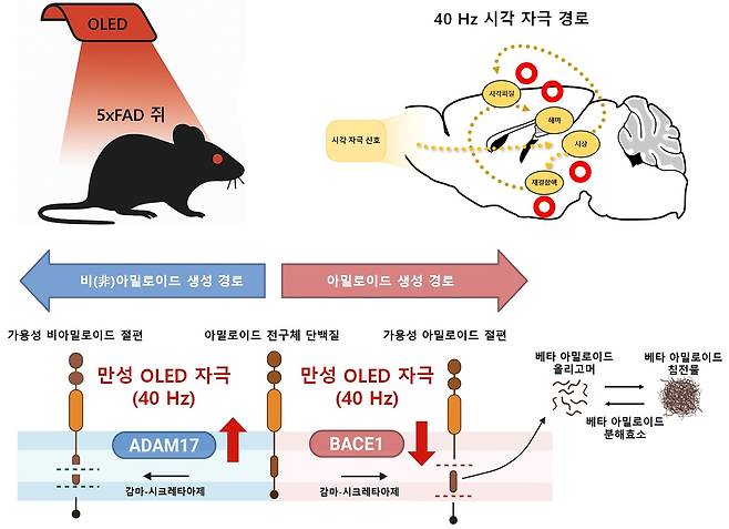 적색 OLED 로 신경 세포를 자극 알츠하이머 실험용 쥐의 아밀로이드 베타의 줄이는 기전.[KAIST 제공]