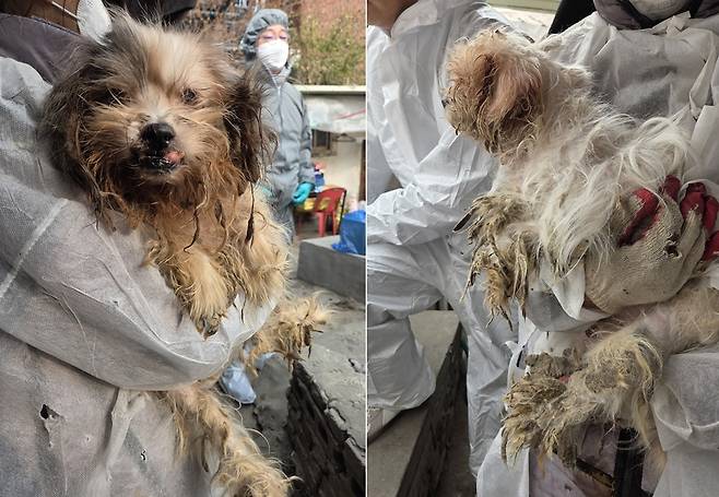 마지막에 구조된 두 마리 노견의 모습 ⓒ 뉴스1 한송아 기자