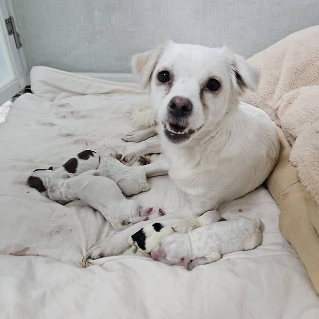 1차 구조 시 발견된 어미와 새끼들. 동물과 함께 행복한 세상에서 보호 중이다(동행 제공). ⓒ 뉴스1