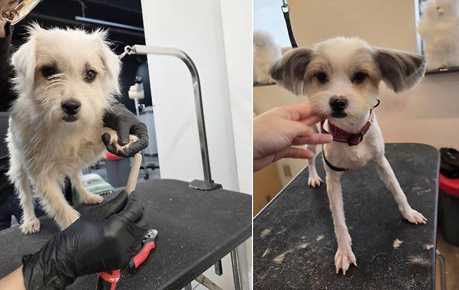 미용 받고 새 삶을 기다리는 구조견들 ⓒ 뉴스1