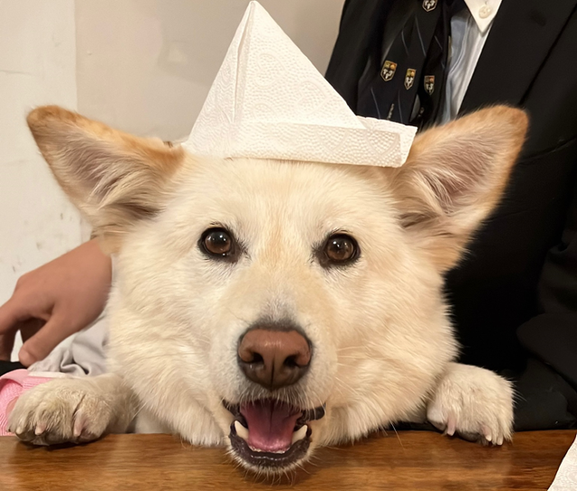 예쁨 초과 쭈니! 보호자 제공