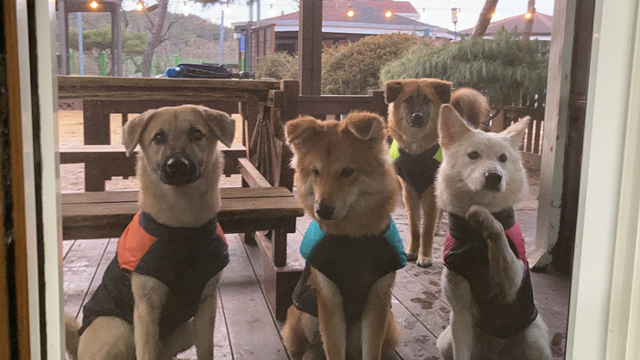 쭈니와 동배 형제들! 보호자 제공