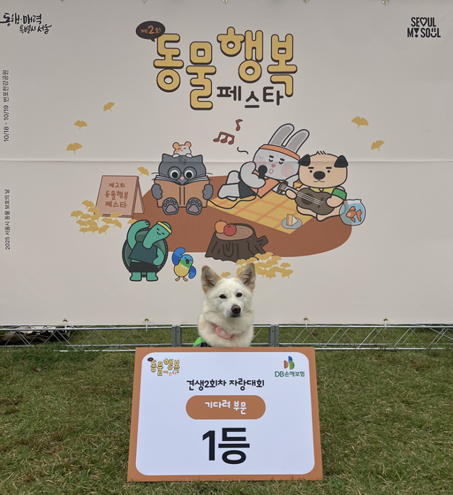 2025 동물행복페스타 견생2회차 자랑대회 기다려 부문 우승, 쭈니!! 보호자 제공