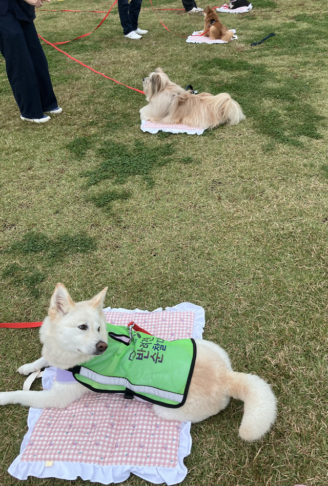 대회 당시 모습. 보호자 제공