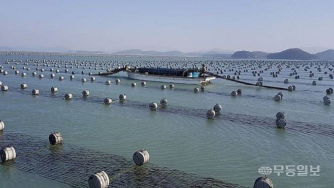고흥군청 현직 수산과장이 김 등 수산양식업자인 어민들에게 최소 10억원대 금전을 빌린 의혹으로 경찰이 수사에 착수했다. 해당 수산과장은 현재 경찰 수사 개시로 직위해제됐다. 사진은 기사 내용과 관계 없는 전남 김 양식장의 모습. 전남도 제공