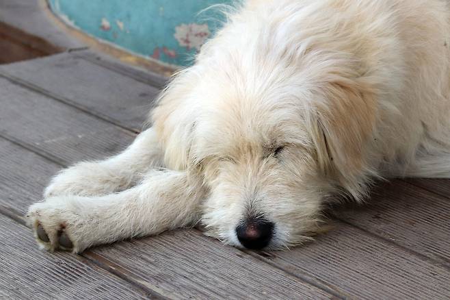 졸고 있는 강아지