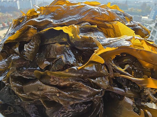 ‘알긴산’과 ‘후코이단’성분, ‘요오드’가 풍부한 미역은 혈액을 맑게하고, 갑상선 기능 유지는 물론 강력한 항암효과로 우리 몸에 도움을 주는 건강 식재료이다.