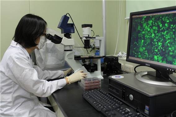 강스템바이오텍 연구원이 후보물질을 살펴보고 있다.(강스템바이오텍 제공)/뉴스1