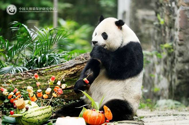 중국 자이언트 판다 가오가오(高高)가 질병으로 세상을 떠났다. 중국자이언트판다연구소.
