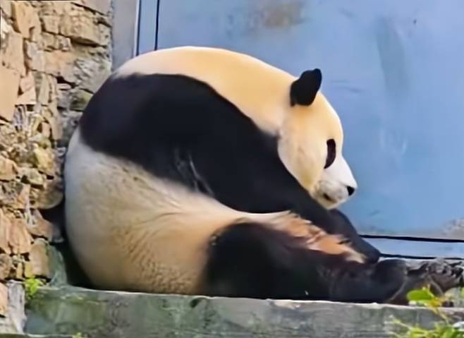 강철원 할부지와의 2차상봉 다음날 비교적 정상적 컨디션으로 일상생활을 하던 푸바오는 가끔 앉아서 저런 모습을 보이거나 벽에 얼굴을 파묻고 한참 있기도 했다.