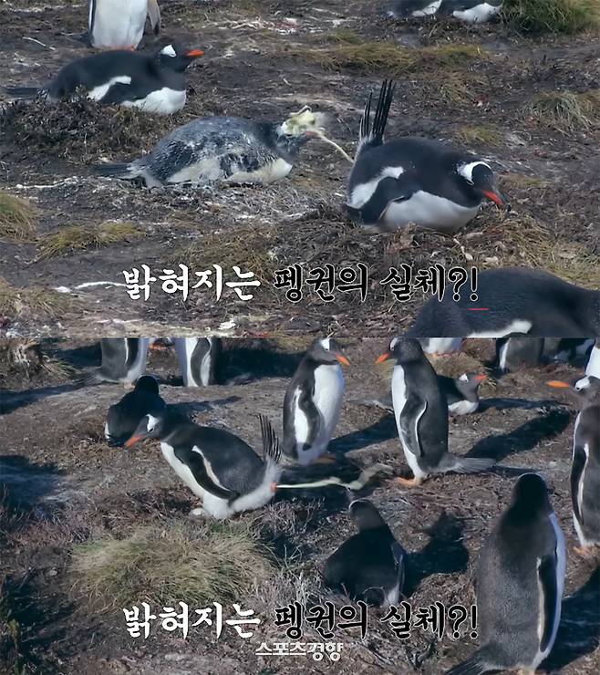 24일 예고편에서 조명된 ‘남극의 셰프’ 제작진과 조우한 펭귄의 모습. 유플러스 유튜브 채널