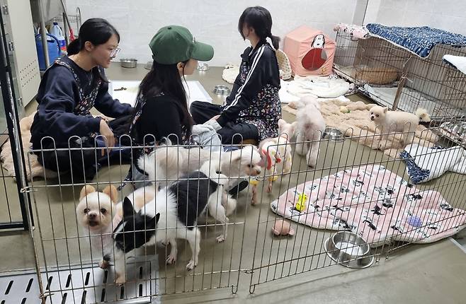 사랑방의 고령견들 [촬영 박주영]