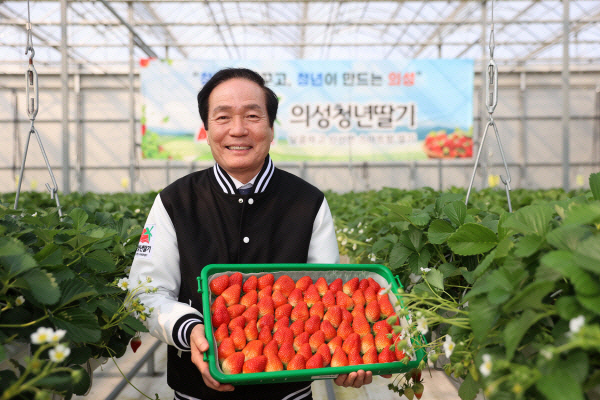 ▲ 의성군의 친환경 스마트온실에서 김주수 의성군수가 화학비료 사용을 최소화한 방식으로 재배한 '의성청년딸기'를 양손에 들고 품질을 점검하고 있는 모습. 경북일보DB