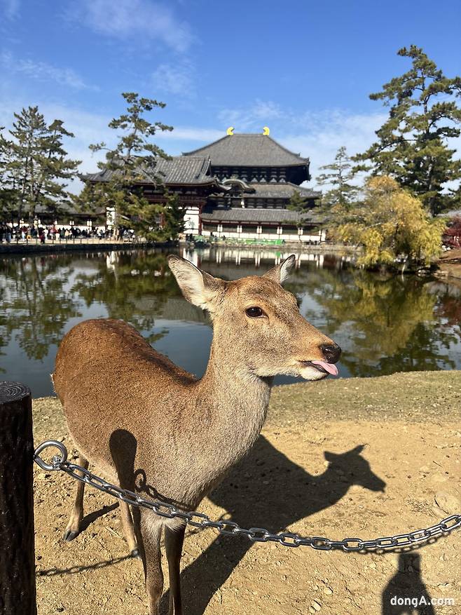 나라 도다이사에서 만난 사슴. 황소영 기자 fangso@donga.com