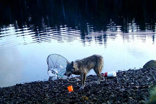 캐나다에서 야생 늑대가 미끼를 먹기 위해 통발을 물 밖을 건지는 모습. 사진=Hailzaqv Wolf and Biodiversity Project