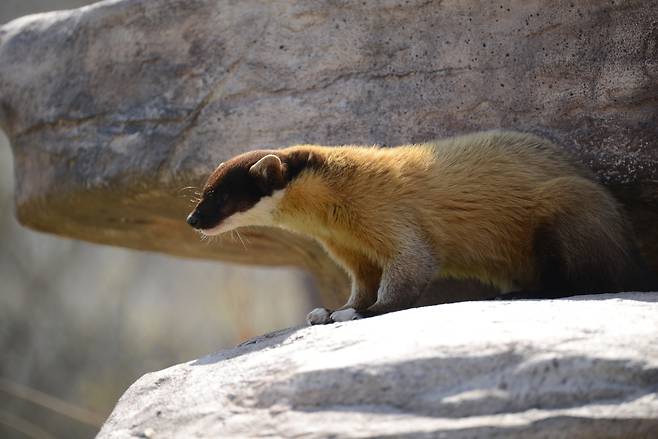 담비[국립생태원 제공]
