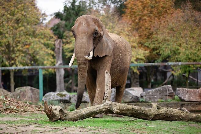 보호소 첫 주민이 될 40살 코끼리 카리바 [판게아 트러스트/가이아 제공. 재판매 및 DB 금지]