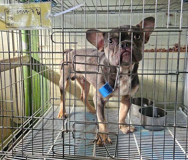 구조 당시 탈모 증상을 보이고 매우 말라있었던 루이(동물과 함께 행복한 세상 제공) ⓒ 뉴스1