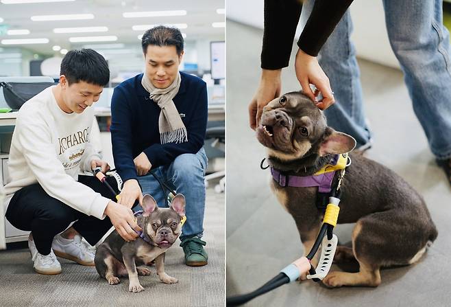 반려동물 동반이 가능한 한국마즈 본사에 깜짝 방문해 직원들에게 사랑을 한 몸에 받은 루이(심용희 수의사 제공). ⓒ 뉴스1