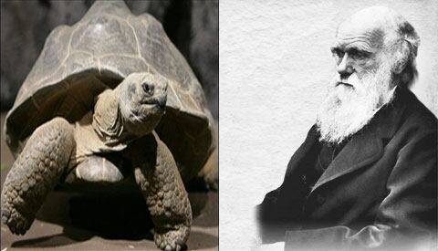 다윈(오른쪽)이 연구 대상으로 삼았던 거북이‘해리엇’. 2006년 6월 호주의 한 동물원에서 176세에 세상을 떴다. /조선일보 DB