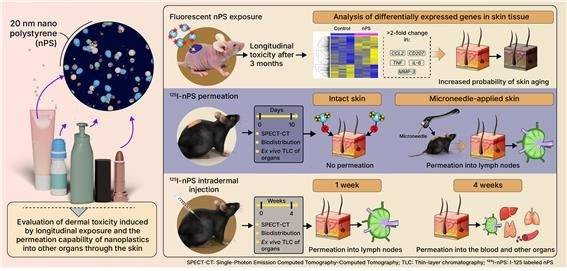 나노플라스틱의 피부 반응 및 전신 확산 과정. 원자력의학원 제공