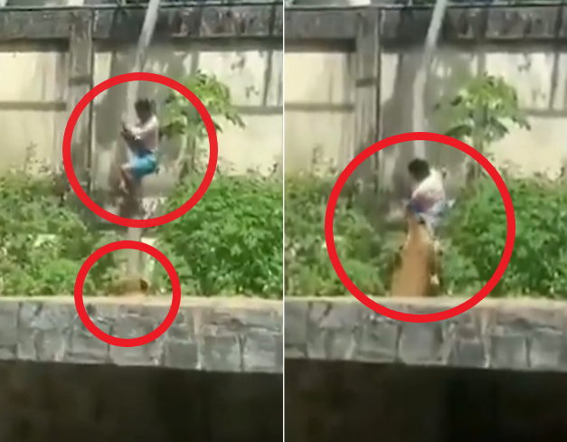 브라질 파라이바주 주앙페소아의 한 동물원에서 지난 30일(현지시간) 한 남성이 6m 담장을 넘어 사자 우리에 침입했다 암사자에게 공격당해 사망하는 사건이 발생했다. 남성이 우리 안 야자수를 타고 내려가자 암사자가 바로 아래서 이를 지켜보는 모습(왼쪽)과 남성이 공격 범위에 들어오자 앞발과 이빨로 즉시 공격하는 모습(오른쪽). 엑스 캡처