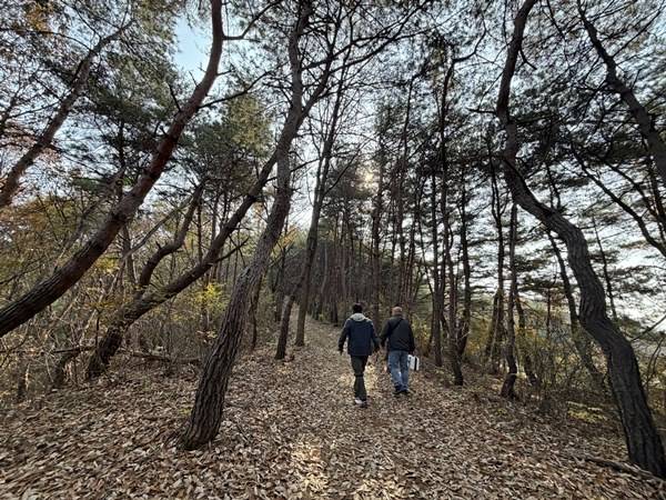 나각산 탐방로 소나무 숲길