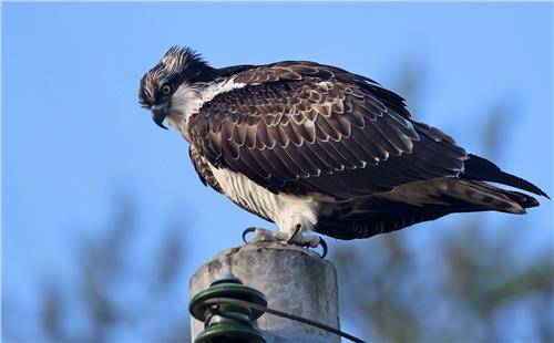 낚시터를 내려다보는 물수리 [촬영 유형재]
