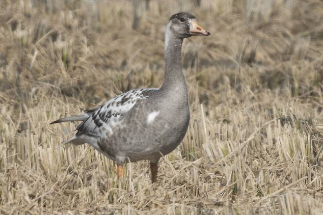 지난 11월 인천 강화도의 드넓은 평야에서 올해 처음 보는 ‘얼룩 쇠기러기’를 만났다. 황기러기, 얼룩기러기, 붉은가슴기러기까지 올해는 유독 ‘이색 기러기’를 잇따라 관찰하는 행운이 따르고 있다.