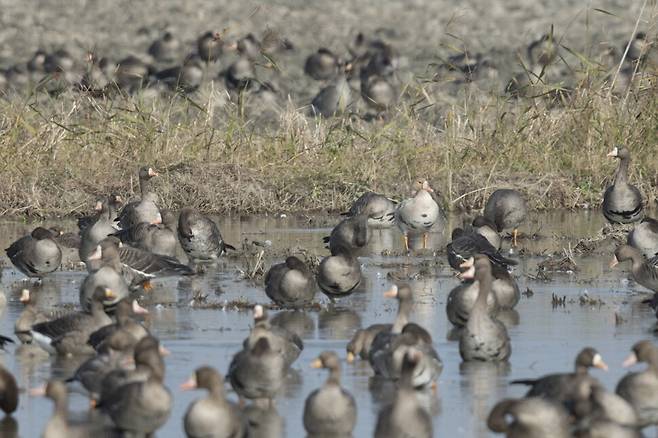 먼발치에 있지만 황색 기러기(오른쪽 중간)가 눈에 띈다.