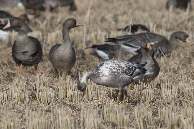 먹이 찾기에 열중하는 얼룩기러기.