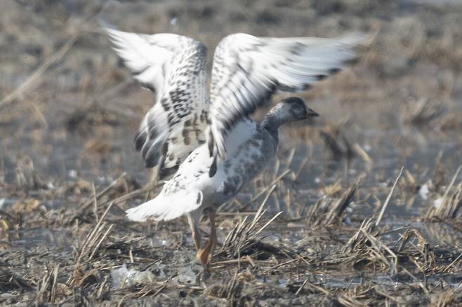 날개를 펼치자 갈색 얼룩 반점이 확연히 드러난다.