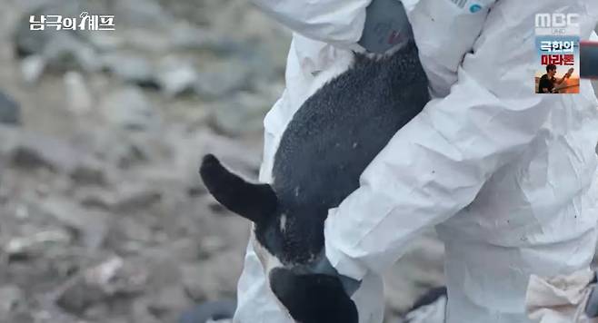MBC ‘기후환경 프로젝트 - 남극의 셰프’