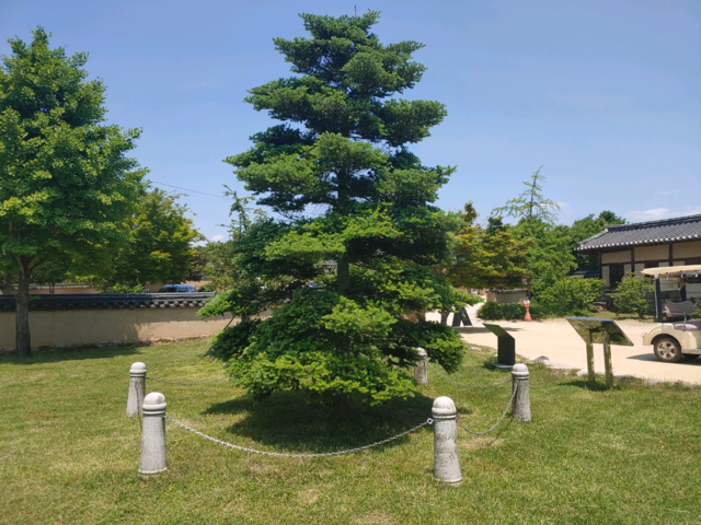 엘리자베스 여왕이 심은 구상나무는 지구상에서 대한민국 딱 한 곳에서만 자라는 한국 고유 수종이다.