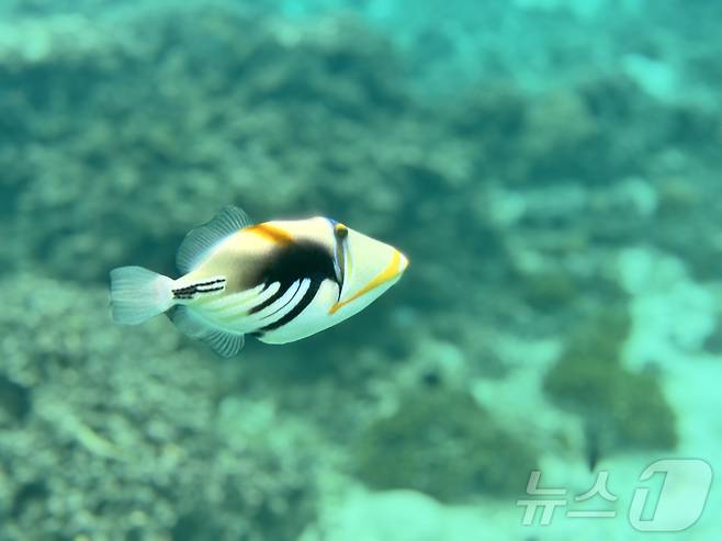 트리거 피쉬 ⓒ News1 이민주 기자