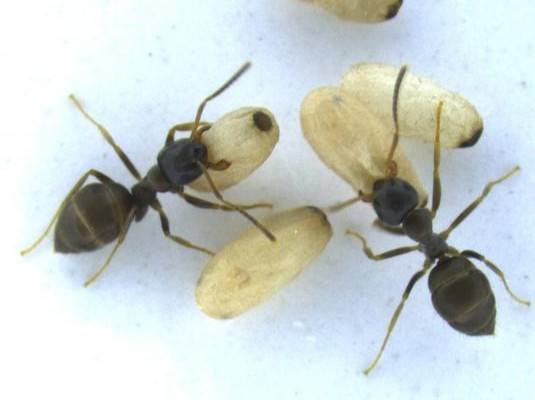 일개미와 일개미 유충 번데기. Barbara Leyre/ISTA 제공