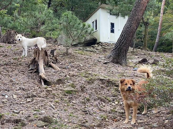 우리 사회의 ‘들개’ 포획과 안락사 문제를 다룬 ‘들에서 사라진 개들’ 기록집이 최근 피디에프 형태로 나왔다. 사진은 북한산의 들개들. 정윤영 작가 제공