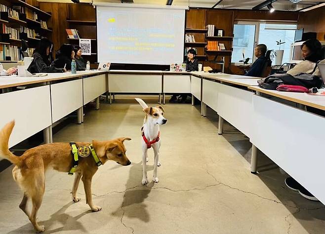 지난 29일 서울시 마포구 ‘우리동생 동물병원’에서 열린 ‘들에서 사라진 들개’ 북토크에서 참석한 개 ‘은행’(왼쪽)과 ‘단풍’. 정윤영 작가 제공