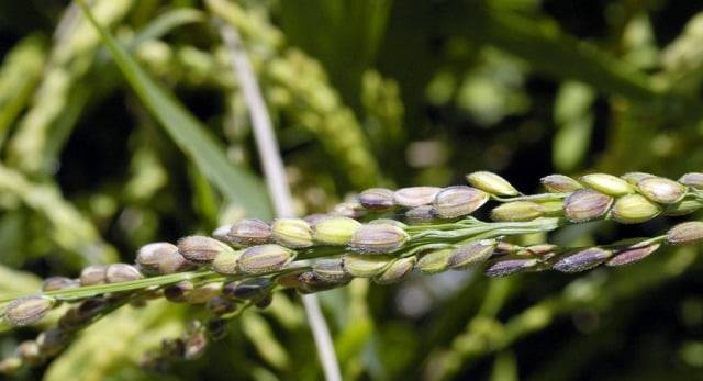 이삭마름병 / 사진 = 연합뉴스