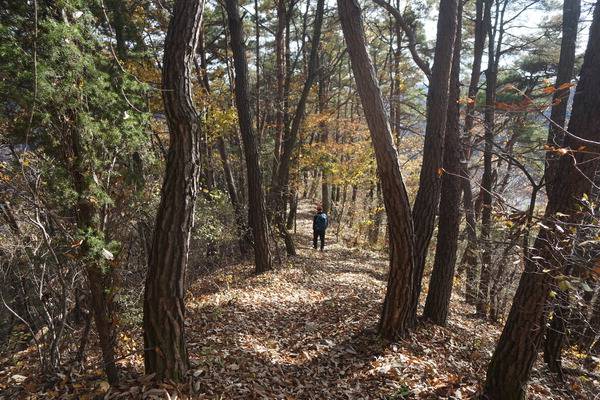과녁바위산 하산 길에 만나는 고즈넉한 소나무 숲.