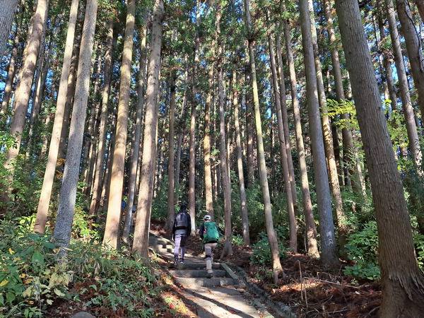 미야기올레 다가조 코스의 핵심인 다가조성터의 울창한 숲.