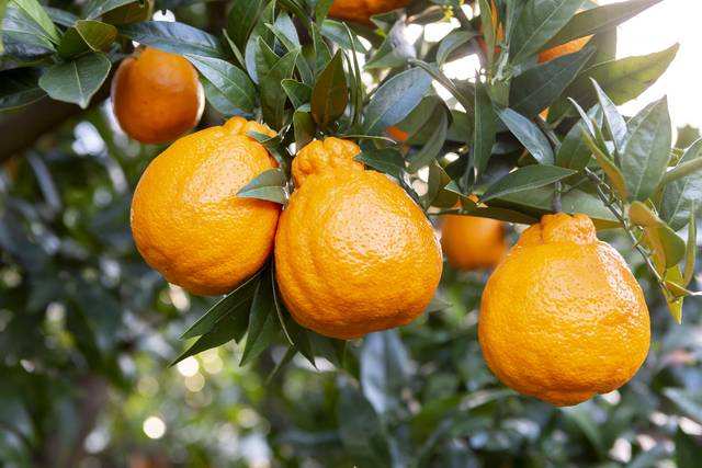 열매가 튼실한 한라봉. 제주 한라산 분화구 봉우리를 닮았다는 데서 비롯됐다. 클립아트코리아