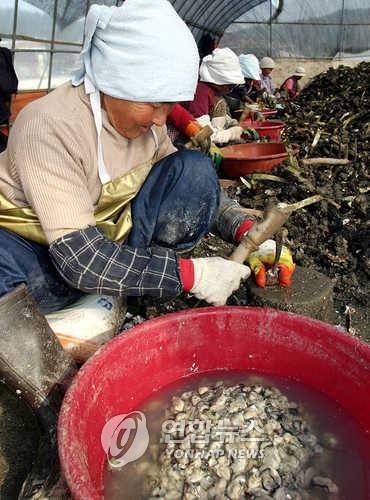 굴까는 아낙네 [연합뉴스 자료 사진]