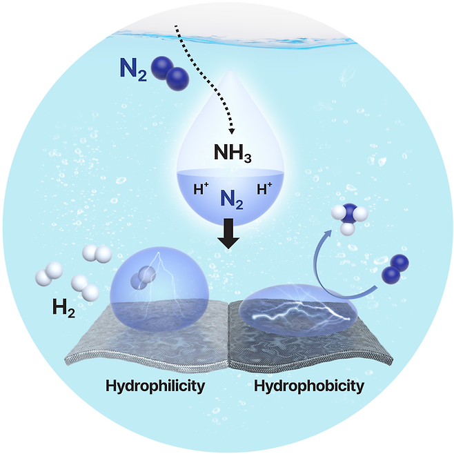 ▲ 본 연구의 핵심을 나타내는 대표 이미지: 전기화학적 질소 환원 반응(eNRR, electrochemical nitrogen reduction reaction)에서 촉매 표면의 친수성(hydrophilicity)–소수성(hydrophobicity) 이종 구조가 질소 활성화와 암모니아 생성 선택성 향상에 기여하는 메커니즘을 개략적으로 설명. 대구대.