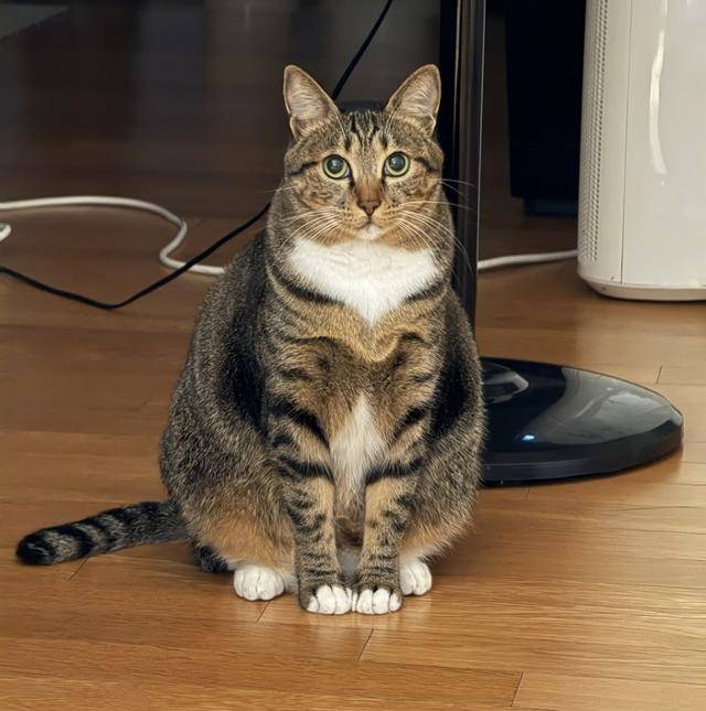 토토로와 삼각김밥이 생각나는 그녀! 보호자 제공