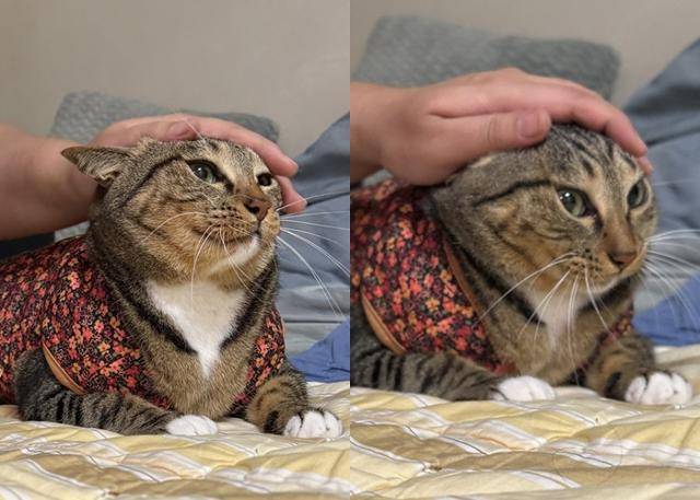 집사니까 참아주는 착한 고양이! 보호자제공