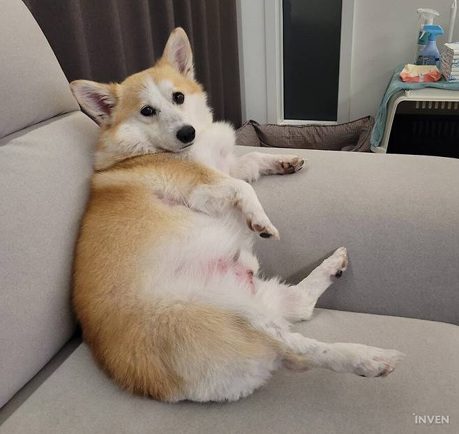 ▲ 건강하게 살이 찐 봉구